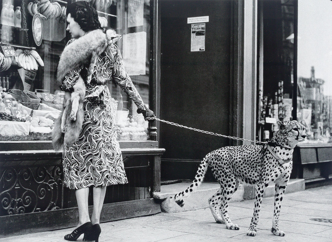 WILLIAM STAFFORD Collection Framed Print "Cheetah Who Shops"