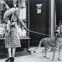 WILLIAM STAFFORD Collection Framed Print "Cheetah Who Shops"