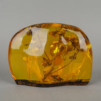 Copal/Amber Specimen With Organic Inclusions