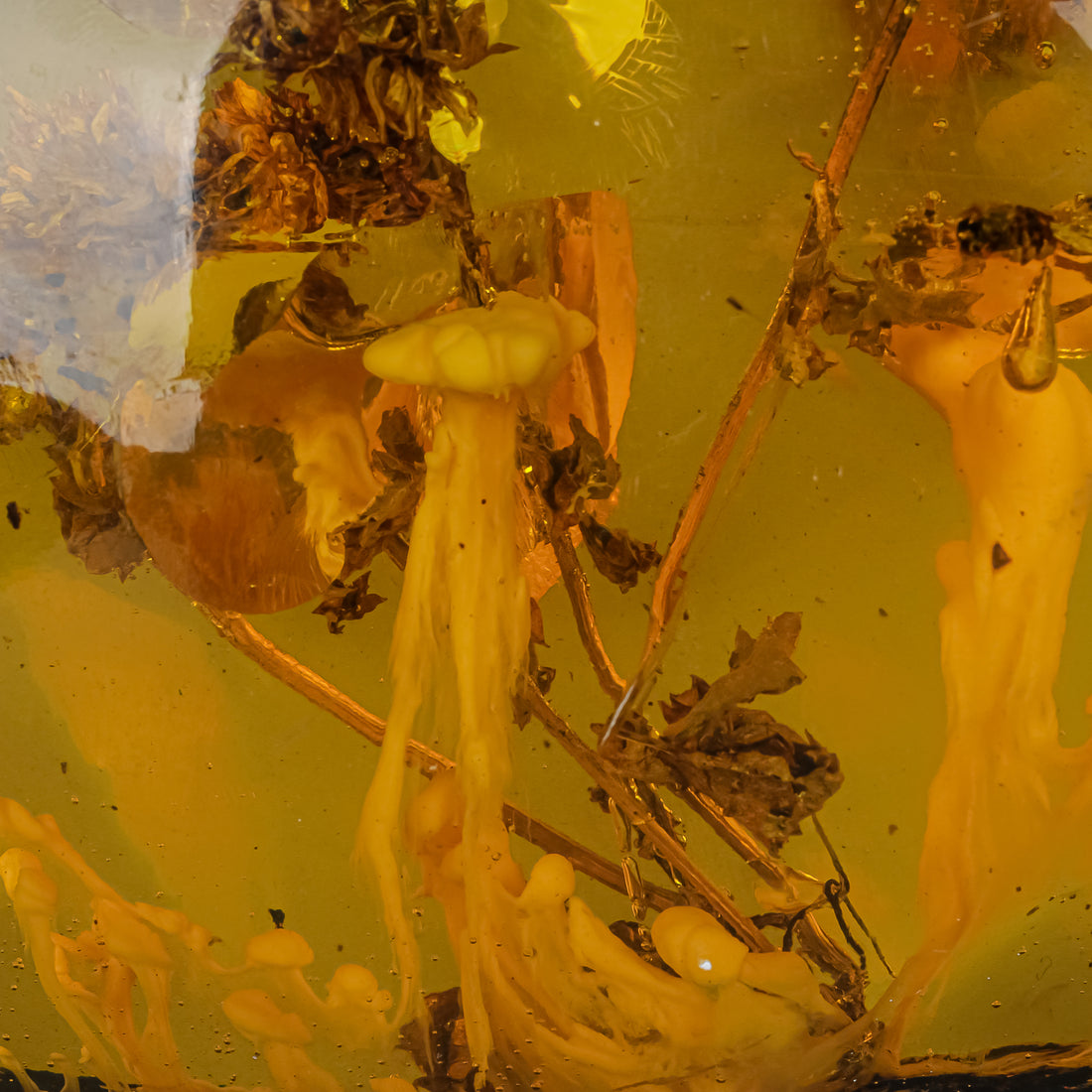 Copal/Amber Specimen With Organic Inclusions