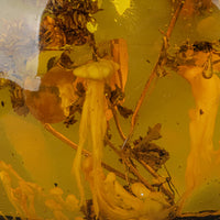 Copal/Amber Specimen With Organic Inclusions