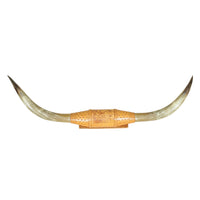 Mounted Honghorn Steer Horns 63"
