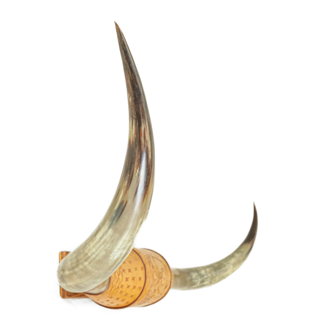 Mounted Honghorn Steer Horns 63"