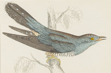 Antique Hand Coloured Engraving - Cuckoo