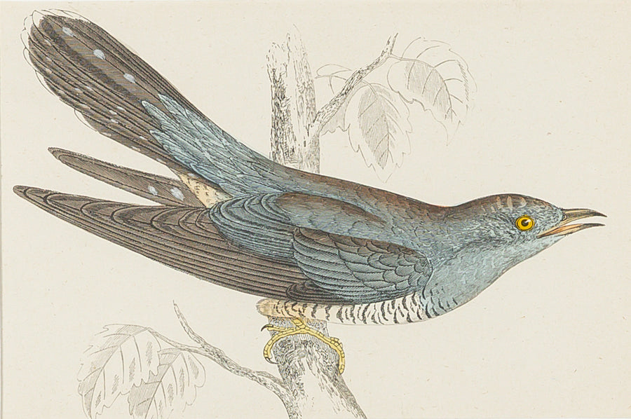 Antique Hand Coloured Engraving - Cuckoo