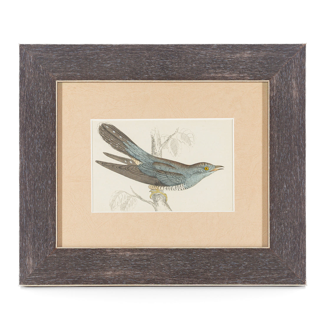 Antique Hand Coloured Engraving - Cuckoo