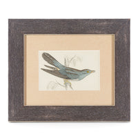 Antique Hand Coloured Engraving - Cuckoo