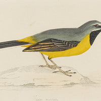 Antique Hand Coloured Engraving - Grey Wagtail