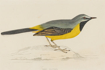 Antique Hand Coloured Engraving - Grey Wagtail