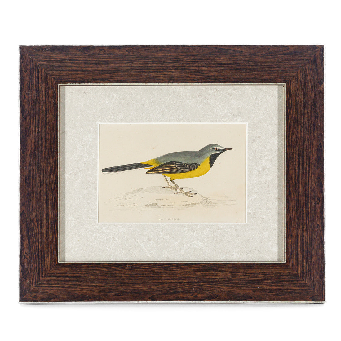 Antique Hand Coloured Engraving - Grey Wagtail