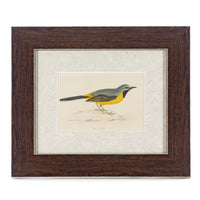Antique Hand Coloured Engraving - Grey Wagtail