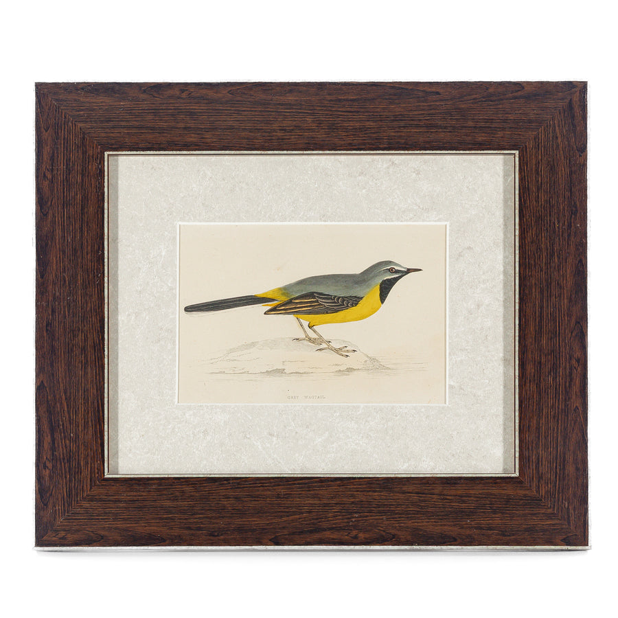 Antique Hand Coloured Engraving - Grey Wagtail