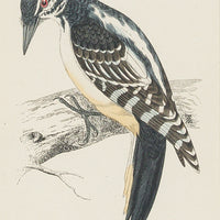 Antique Hand Coloured Engraving - Hairy Woodpecker