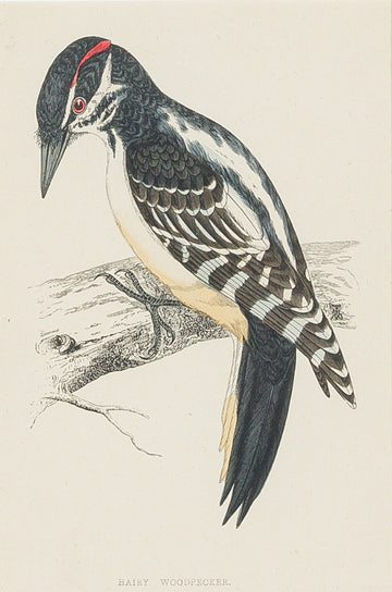 Antique Hand Coloured Engraving - Hairy Woodpecker