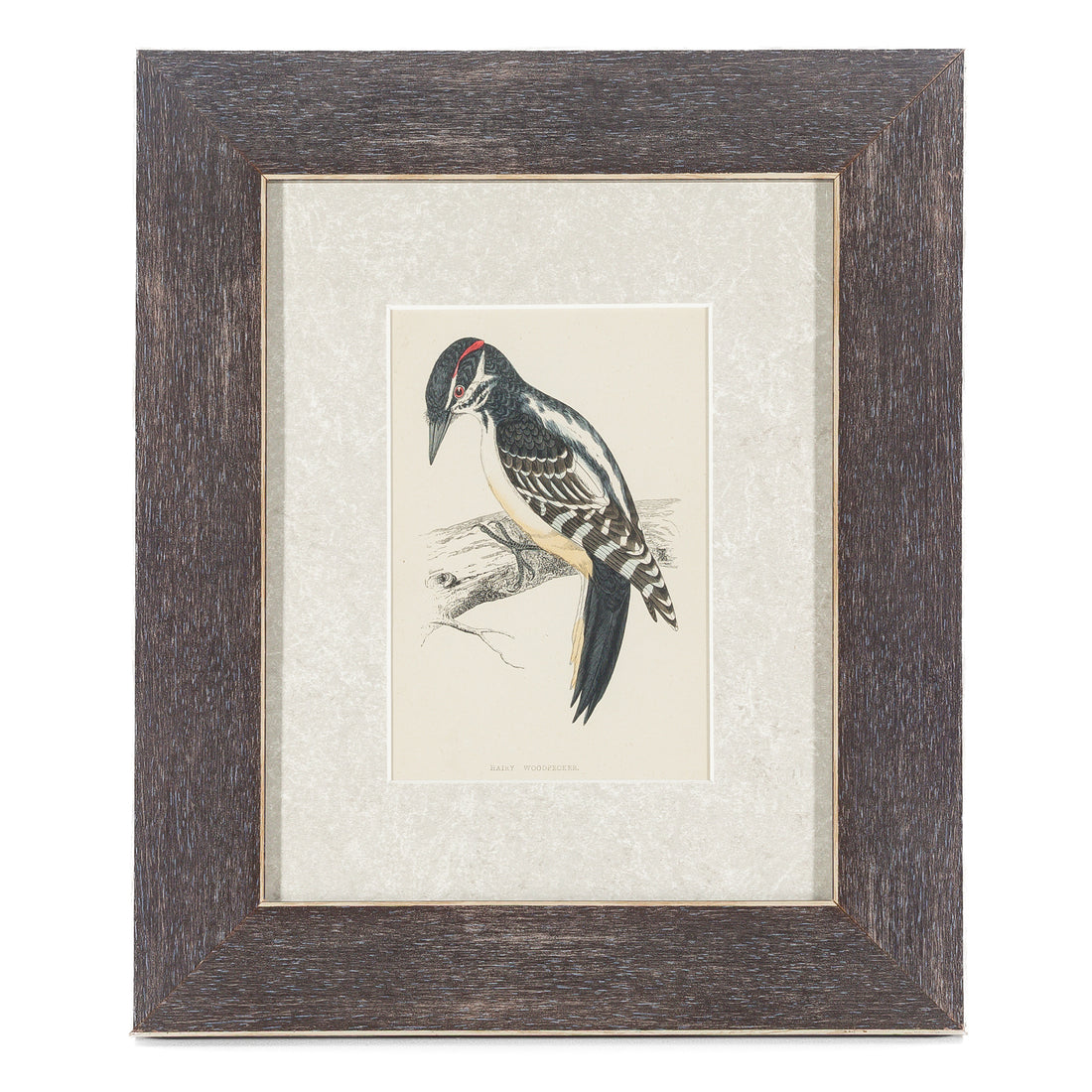 Antique Hand Coloured Engraving - Hairy Woodpecker