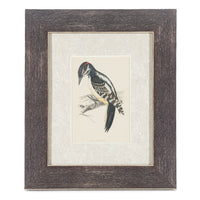 Antique Hand Coloured Engraving - Hairy Woodpecker