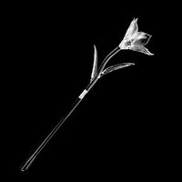 WATERFORD Fleurology Lily Flower 154655