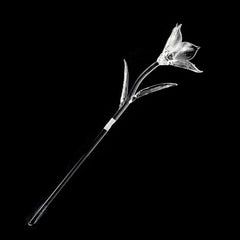 WATERFORD Fleurology Lily Flower 154655