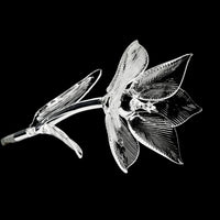 WATERFORD Fleurology Lily Flower 154655