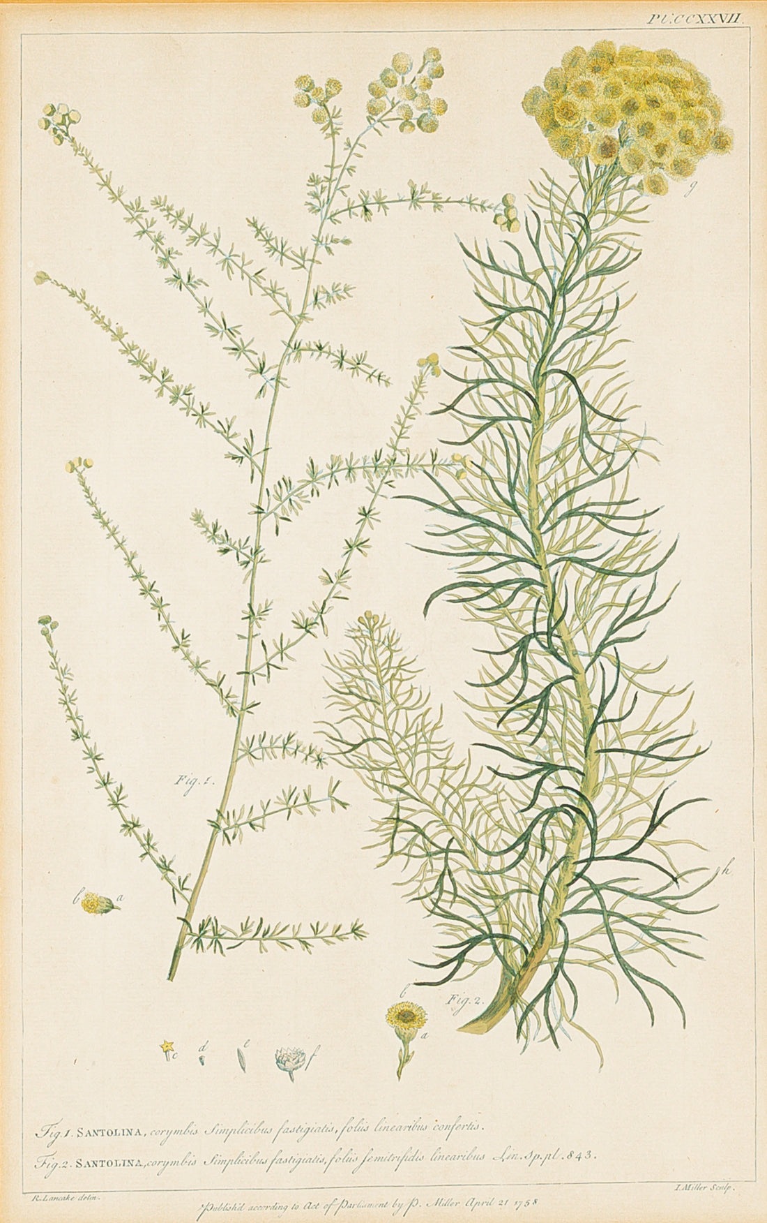 Philip Miller (British 1691-1771) Botanical Plate-Santolina