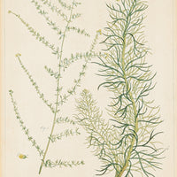 Philip Miller (British 1691-1771) Botanical Plate-Santolina