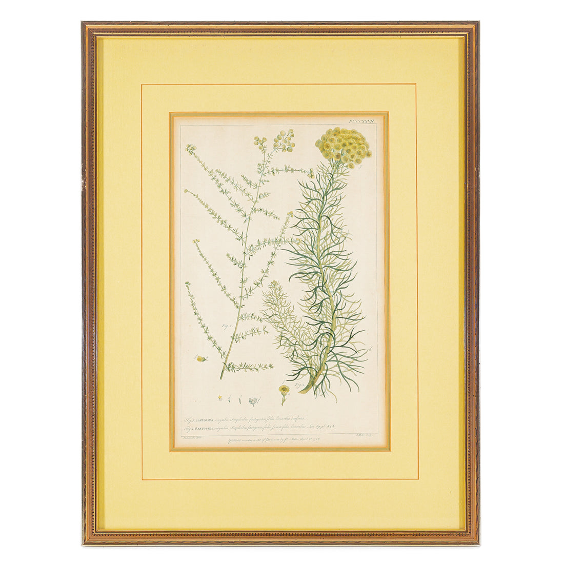 Philip Miller (British 1691-1771) Botanical Plate-Santolina