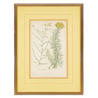 Philip Miller (British 1691-1771) Botanical Plate-Santolina