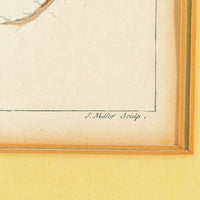 Philip Miller (British 1691-1771) Botanical Plate-Hypecoon