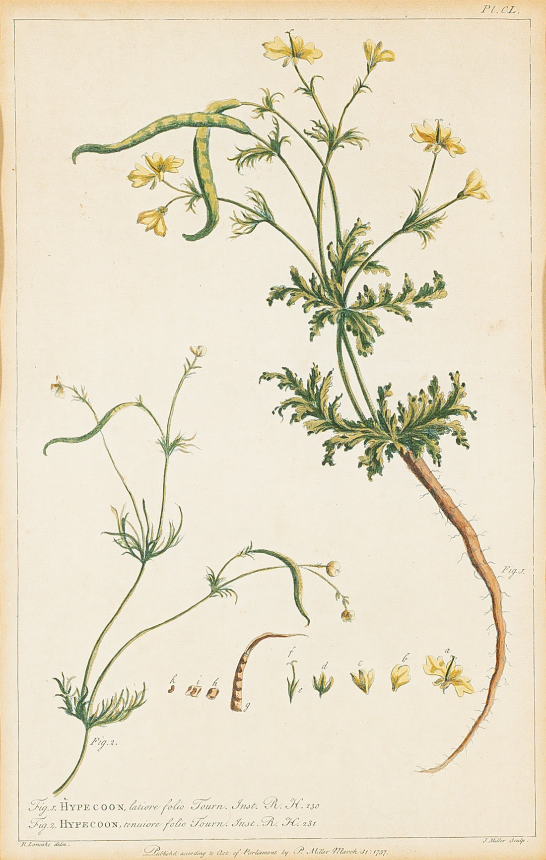 Philip Miller (British 1691-1771) Botanical Plate-Hypecoon