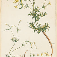 Philip Miller (British 1691-1771) Botanical Plate-Hypecoon