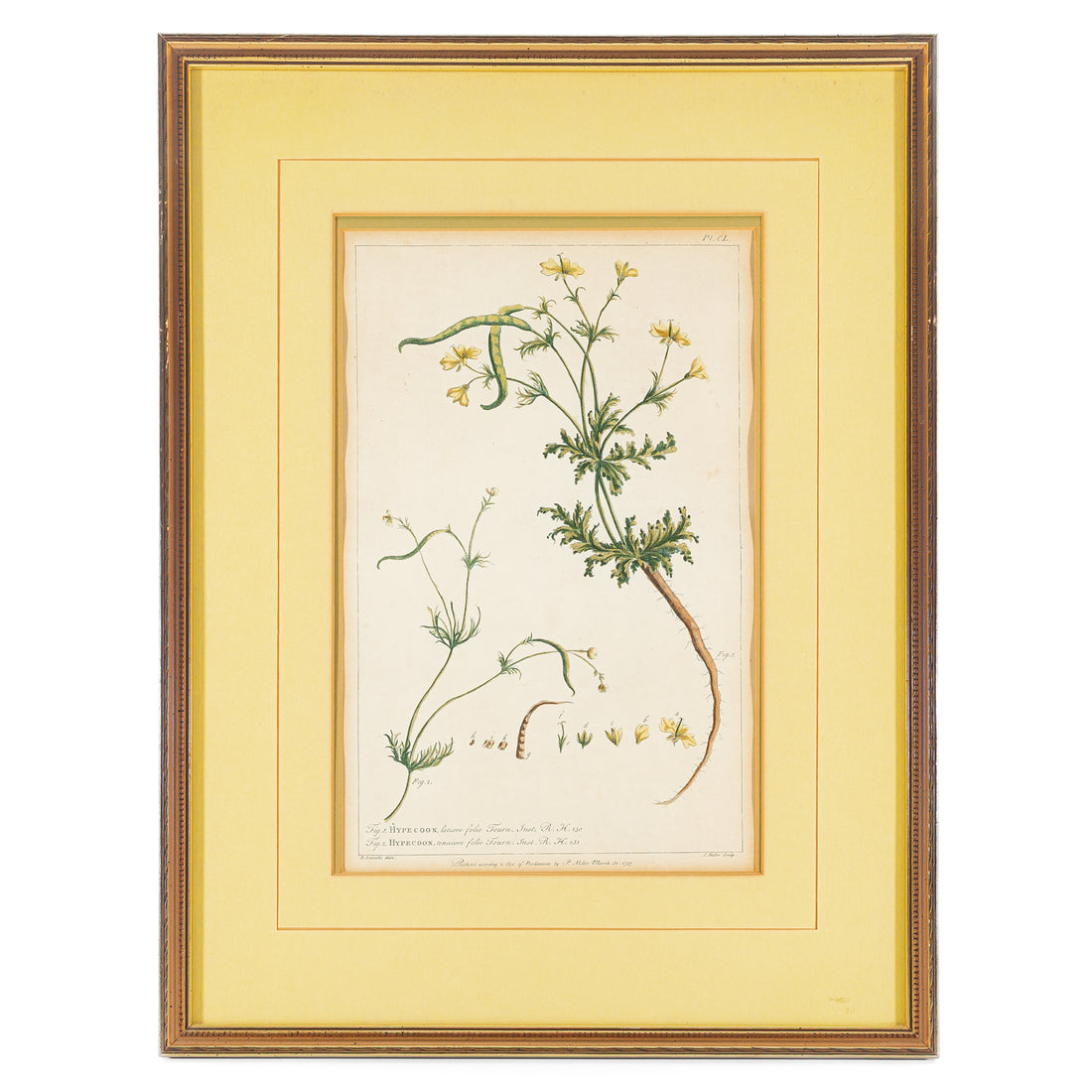 Philip Miller (British 1691-1771) Botanical Plate-Hypecoon