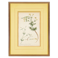 Philip Miller (British 1691-1771) Botanical Plate-Hypecoon