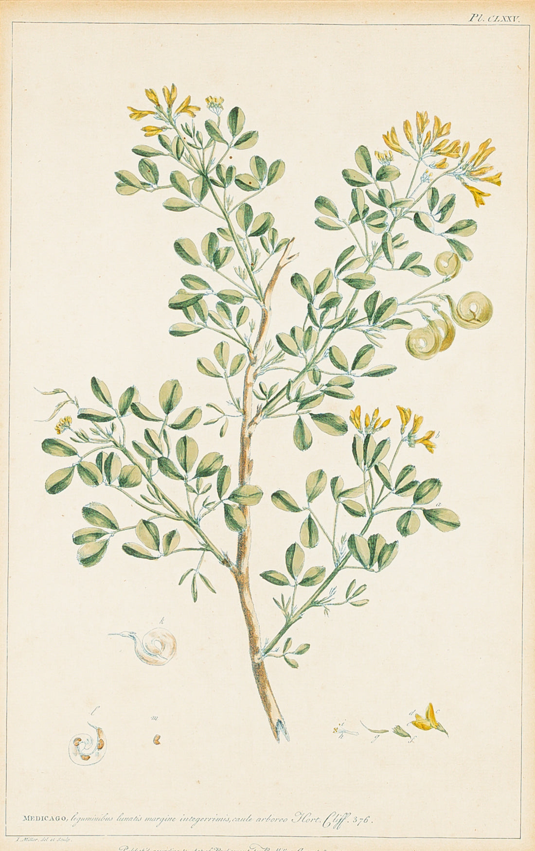 Philip Miller (British 1691-1771) Botanical Plate-Medicago