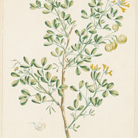 Philip Miller (British 1691-1771) Botanical Plate-Medicago