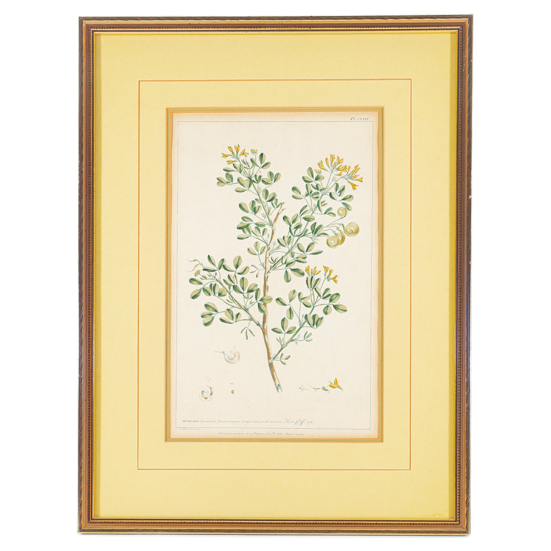 Philip Miller (British 1691-1771) Botanical Plate-Medicago