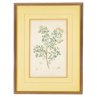 Philip Miller (British 1691-1771) Botanical Plate-Medicago