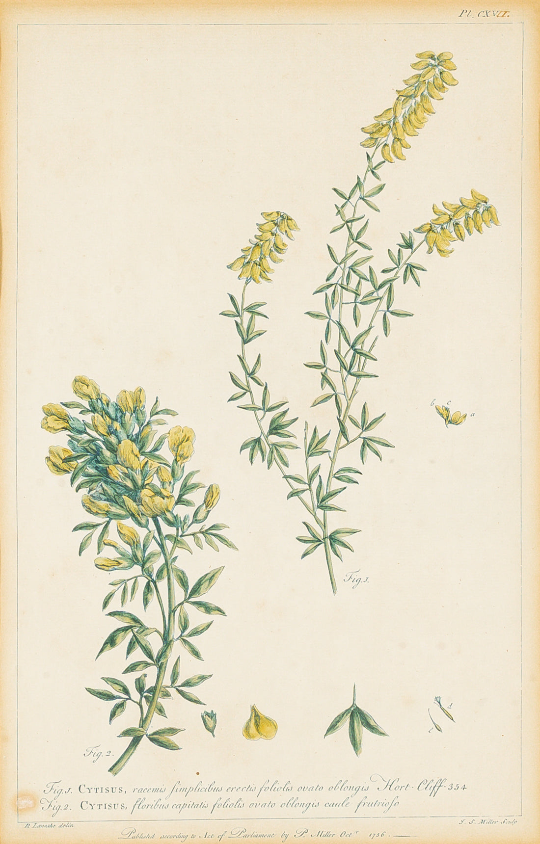 Philip Miller (British 1691-1771) Botanical Plate-Cytisus