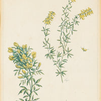 Philip Miller (British 1691-1771) Botanical Plate-Cytisus