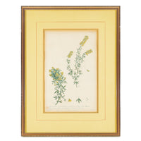 Philip Miller (British 1691-1771) Botanical Plate-Cytisus