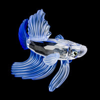 SWAROVSKI Siamese Fighting Fish Blue 057274
