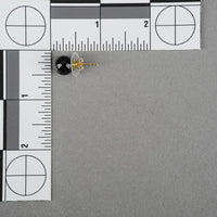 EFFY 14K Yellow Gold Onyx Ball Studs