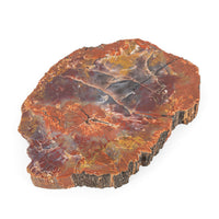 Arizona Rainbow Petrified Wood Slab