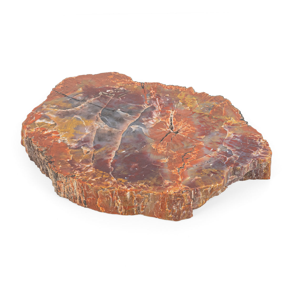 Arizona Rainbow Petrified Wood Slab