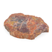 Arizona Rainbow Petrified Wood Slab