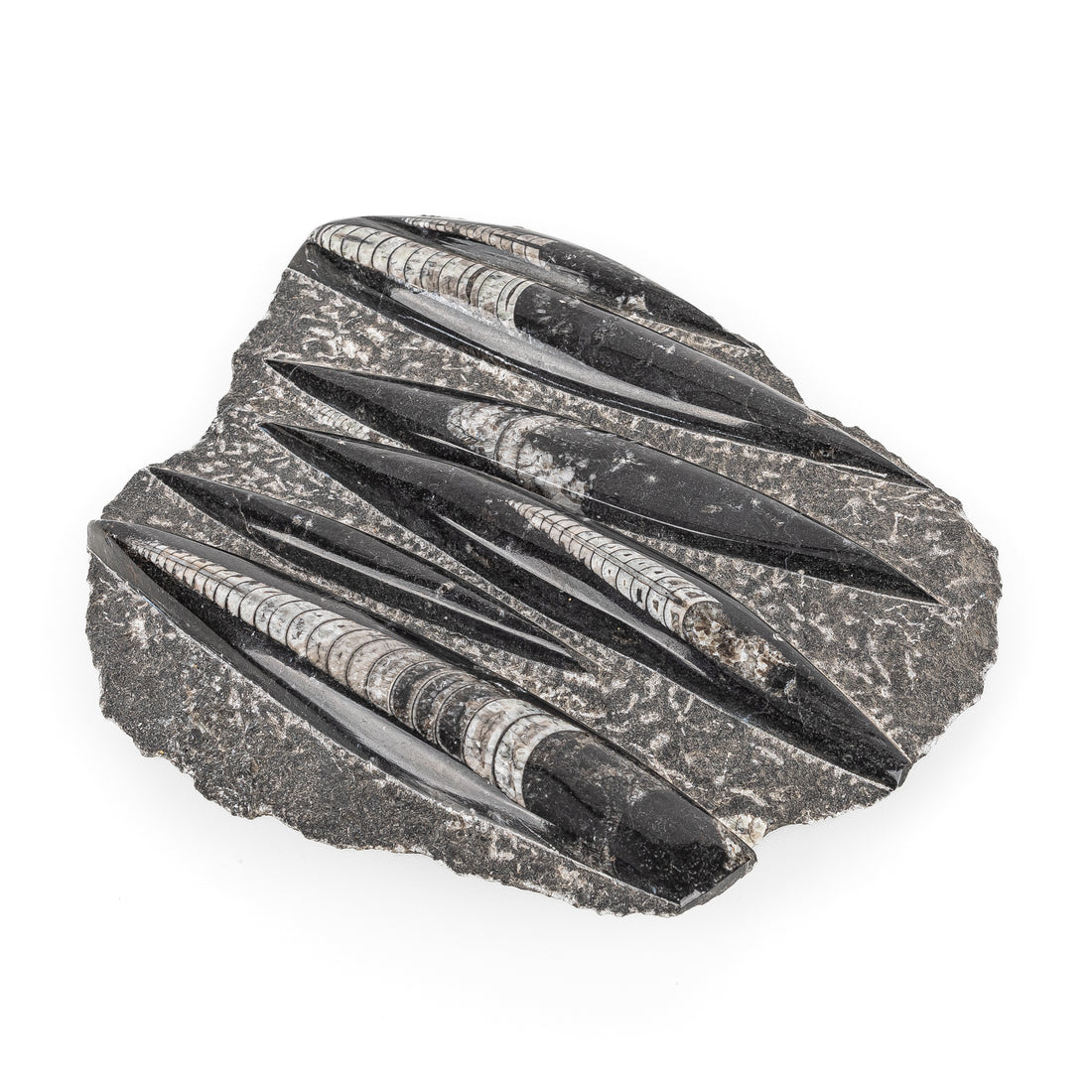 Orthoceras Fossil Plaque