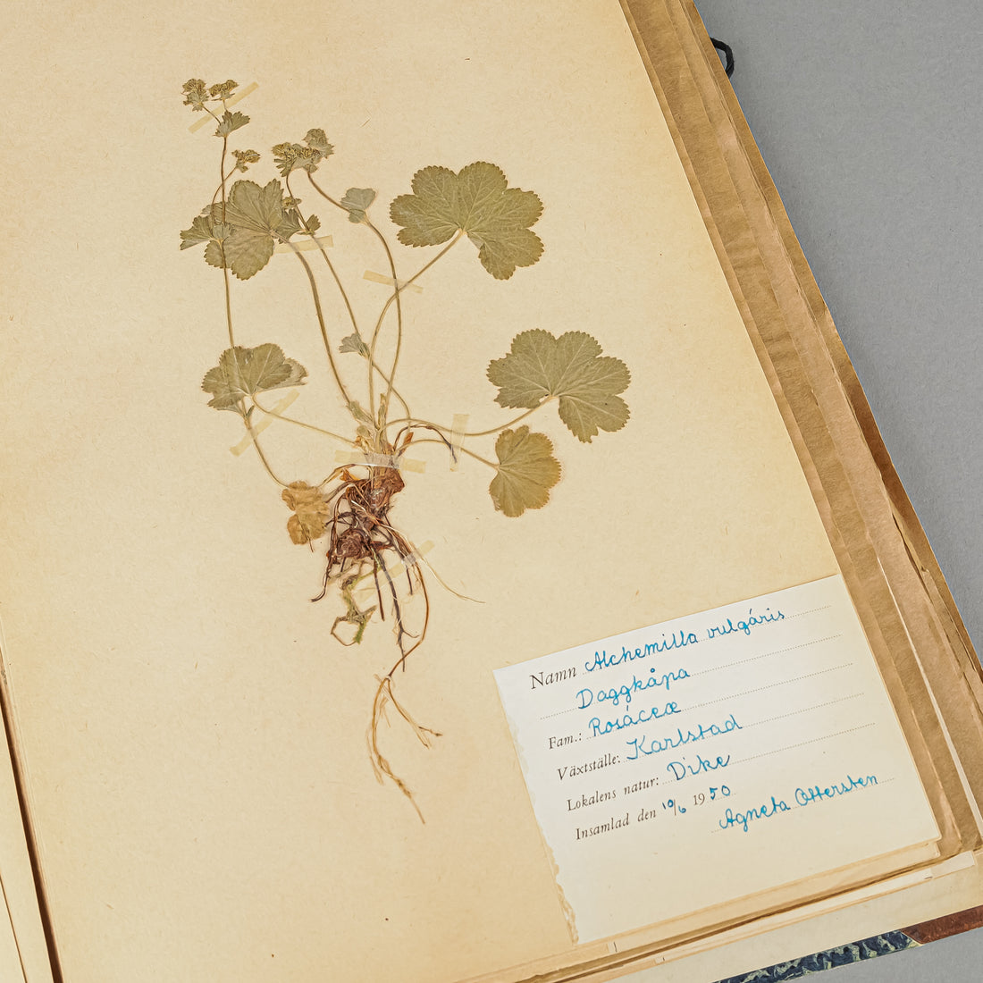 Vintage PIne Flower Press And Herbarium