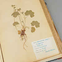 Vintage PIne Flower Press And Herbarium