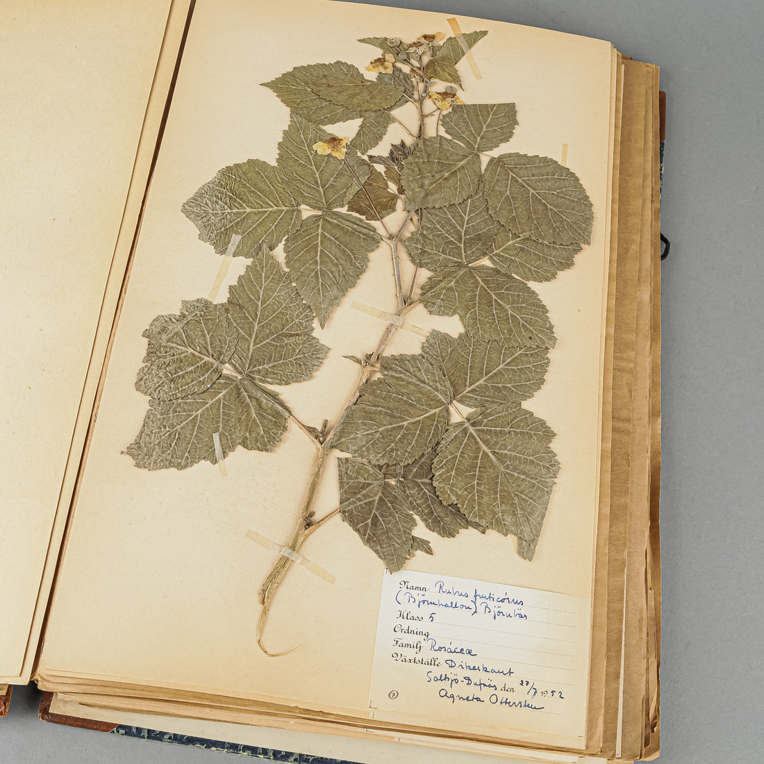 Vintage PIne Flower Press And Herbarium