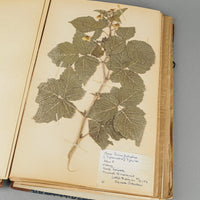 Vintage PIne Flower Press And Herbarium
