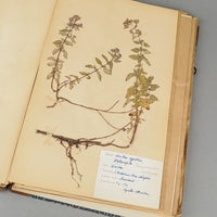 Vintage PIne Flower Press And Herbarium